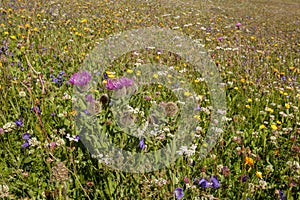 Mountain flowers from a green pasture of the Italian Dolomites