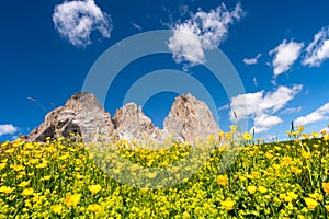 Mountain flowers hiking Sella in Val Gardena with the Sella Group
