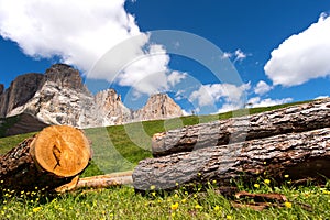 Mountain flowers hiking Sella in Val Gardena with the Sella Group