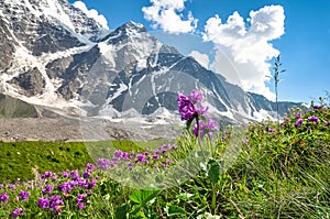 Mountain flowers in a meadow on a background of snowy mountains