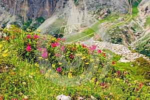 Mountain flowers and pine, Dolomites, Italy