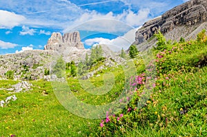 Mountain flowers and pine, Dolomites Mountains