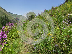 Mountain flowers. resort Issyk-Ata in Kyrgyzstan