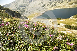 Mountain flowers (Rhododendron myrtifolium)