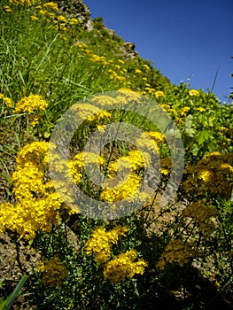 Mountain flowers in spring tajikistan varzob