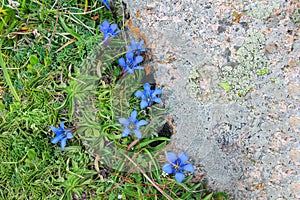 Mountain flowers - the stemless gentian