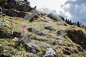 Mountain flowers in the sunlight