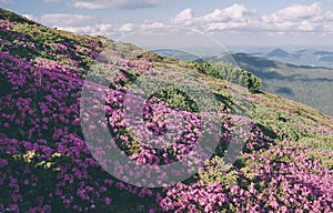 Mountain flowers in a sunny day. Color toning. Low contrast. Ins