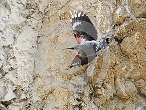 Wallcreeper flying arround a rock looking for beetles and other bugs photo