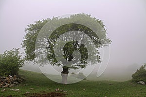 Mountain at Fog, Fog and Tree Iran, Gilan, Rasht photo