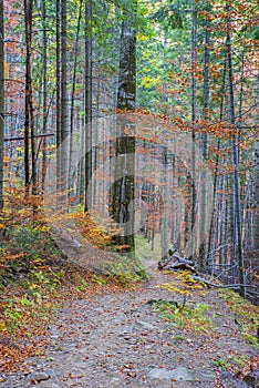 Mountain foot path in autumn forest