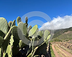 Mountain footpath and close up of a green cactus plant Opuntia leucotricha prickly pear, cactus pear, blue sky sunny day