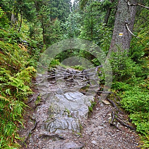 Mountain footpath in the deep woods