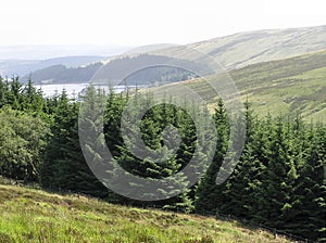 Mountain Forest photo