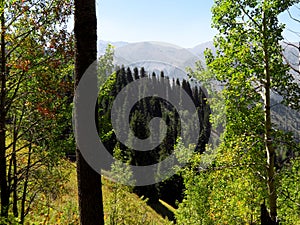 Mountain forest