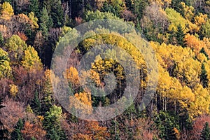 Mountain forest in autumn color trees texture background
