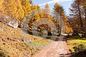 Mountain forest in autumn season photo