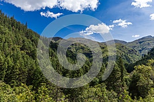 Mountain forest of Bolivia