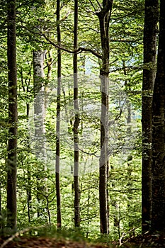 Mountain forest in early autumn