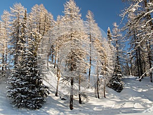 Mountain forest in the Engadine