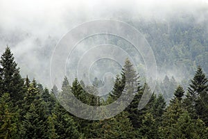 Mountain forest in the fog