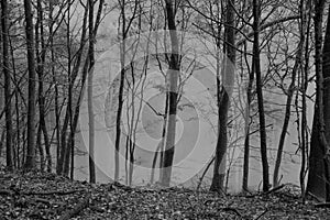 Mountain Forest With Fog and Trees During Fall