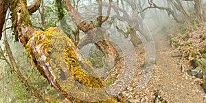 Mountain Forest Footpath, Annapurna Conservation Area, Nepal