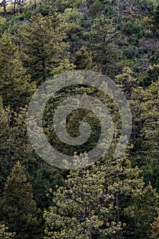 Mountain forest of green pine trees