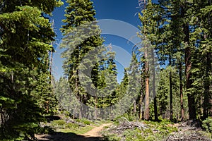 Mountain Forest Hiking Trail in California