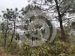 Mountain Forest, Kasauli