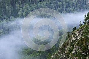 Mountain forest landscape. Pine trees in the fog in the early morning.