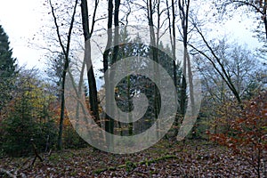 Mountain Forest With Moss and Trees During Fall