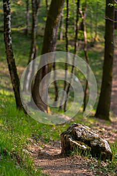 Mountain forest path hiking stone boulder rock walking woods wood green moss grass pathway mossy vertical walkpath woodland trees