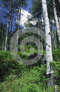 Mountain forest in Rocky Mountains