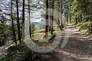 Mountain forest scenery in summer sunny day. Tunnel Mountain Trail Route. Banff National Park