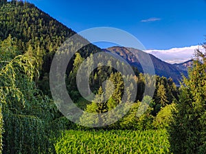 mountain forest on a sunny and cloudy day