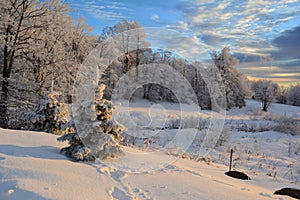 Mountain forest in winter time during golden hour