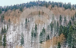 Mountain forest with yellow and green trees, winter time with snow