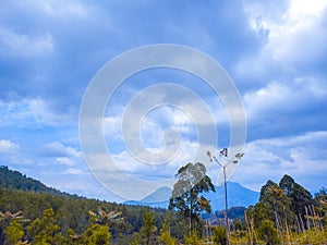 Mountain and forestforest