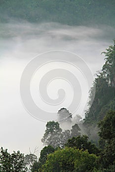 Mountain forests covering with low lying fog in early morning photo