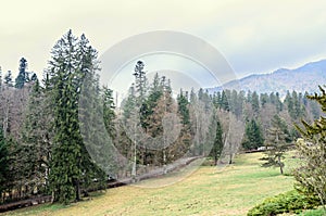 Mountain forests with yellow and green trees, spring time