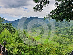Mountain forrest panorama lanskap pinus photo