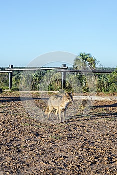 Mountain Fox on El Palmar National Park, Argentina