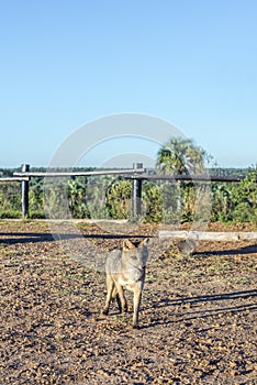 Mountain Fox on El Palmar National Park, Argentina