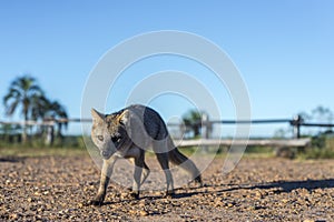 Mountain Fox on El Palmar National Park, Argentina