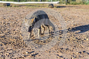 Mountain Fox on El Palmar National Park, Argentina