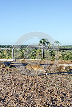 Mountain Fox on El Palmar National Park, Argentina