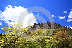 Mountain with fresh green