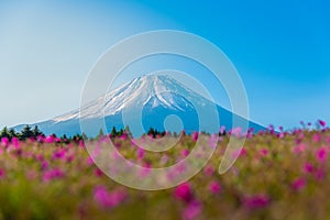 Mountain Fuji with Blurry foreground of pink moss sakura or cher