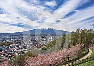 Mountain Fuji cherry blossom Japan spring season Landscape